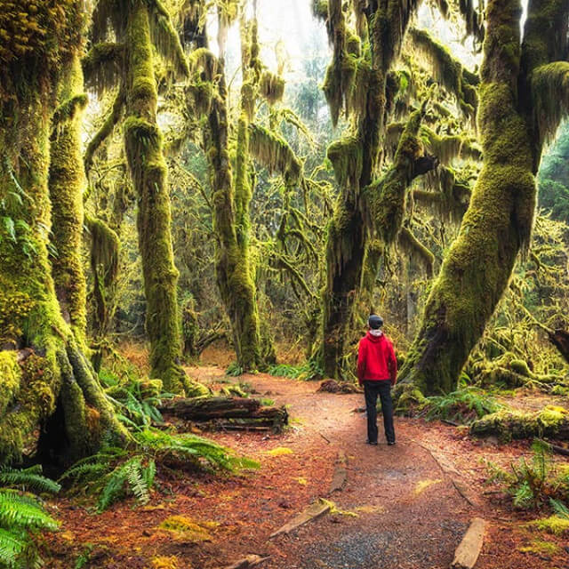 Arbres couverts de mousse dans la Hoh Rain Forest, dans la péninsule Olympic de l’État de Washington