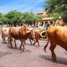 Der tägliche Viehtrieb in Fort Worth, Texas